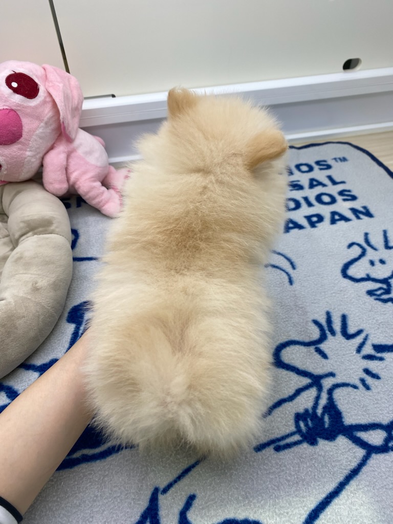 宮城県のポメラニアン (ズーズーカンパニー 八乙女店/2025年10月6日生まれ/男の子/クリーム)の子犬の4枚目の画像