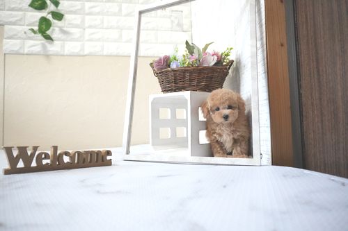 滋賀県のトイプードル(タイニー) (いっぷく湖南店/2025年10月4日生まれ/女の子/オレンジフォーン)の子犬の1枚目の画像