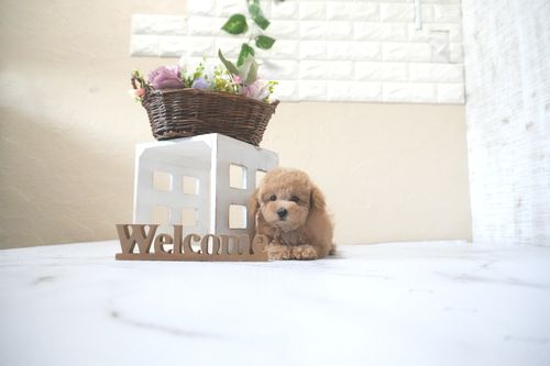 滋賀県のトイプードル(タイニー) (いっぷく湖南店/2025年10月4日生まれ/女の子/オレンジフォーン)の子犬の2枚目の画像