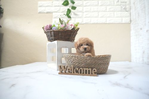 滋賀県のトイプードル(タイニー) (いっぷく湖南店/2025年10月4日生まれ/女の子/オレンジフォーン)の子犬の3枚目の画像