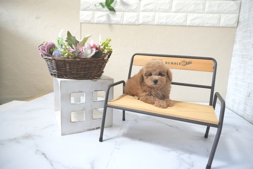 滋賀県のトイプードル(タイニー) (いっぷく湖南店/2025年10月4日生まれ/女の子/オレンジフォーン)の子犬の4枚目の画像