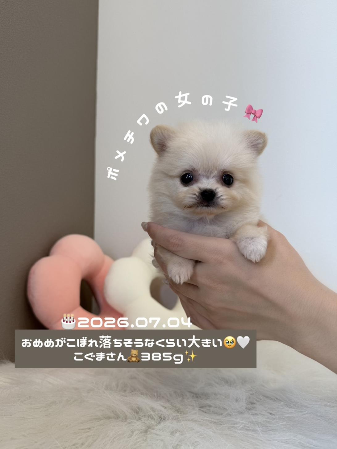 埼玉県のポメチワ/チワポメ/ポメチー(ポメラニアン×チワワ) (PETSHOP FATIS/2026年7月4日生まれ/女の子/クリーム)の子犬の1枚目の画像