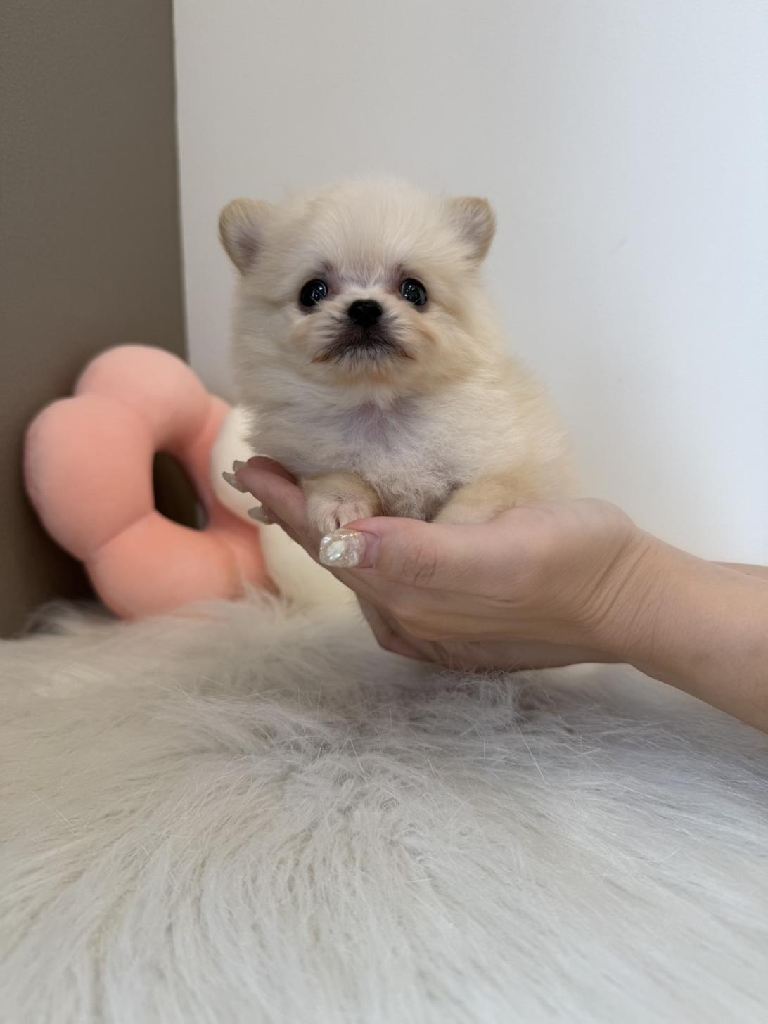 埼玉県のポメチワ/チワポメ/ポメチー(ポメラニアン×チワワ) (PETSHOP FATIS/2026年7月4日生まれ/女の子/クリーム)の子犬の2枚目の画像