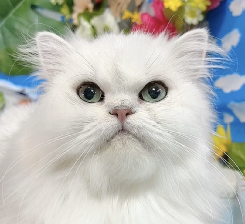 千葉県のペルシャ (Breeder & Petsalon MAU/2023年3月30日生まれ/女の子/チンチラシルバー)の子猫の1枚目の画像