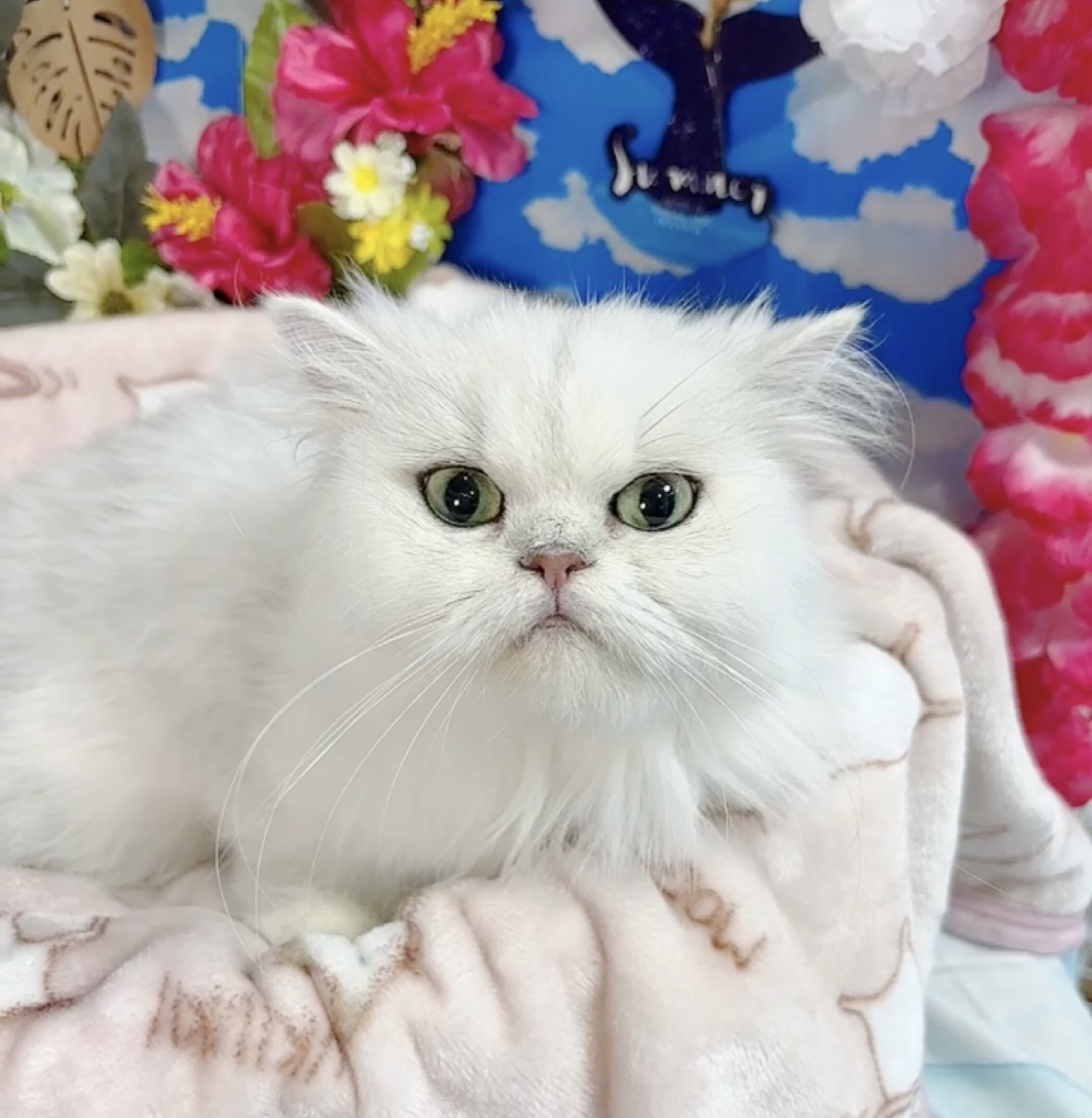 千葉県のペルシャ (Breeder & Petsalon MAU/2023年3月30日生まれ/女の子/チンチラシルバー)の子猫の2枚目の画像