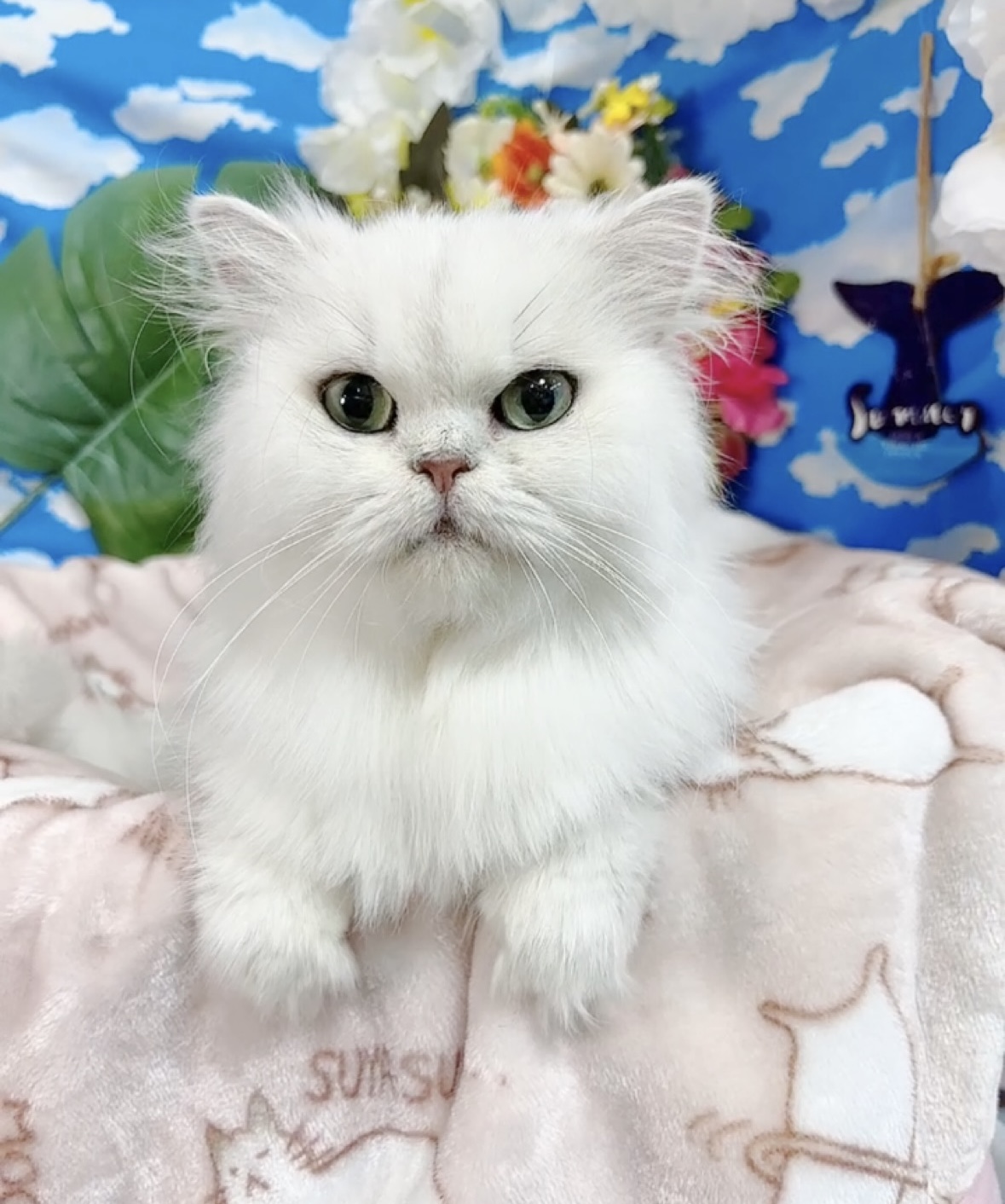 千葉県のペルシャ (Breeder & Petsalon MAU/2023年3月30日生まれ/女の子/チンチラシルバー)の子猫の3枚目の画像