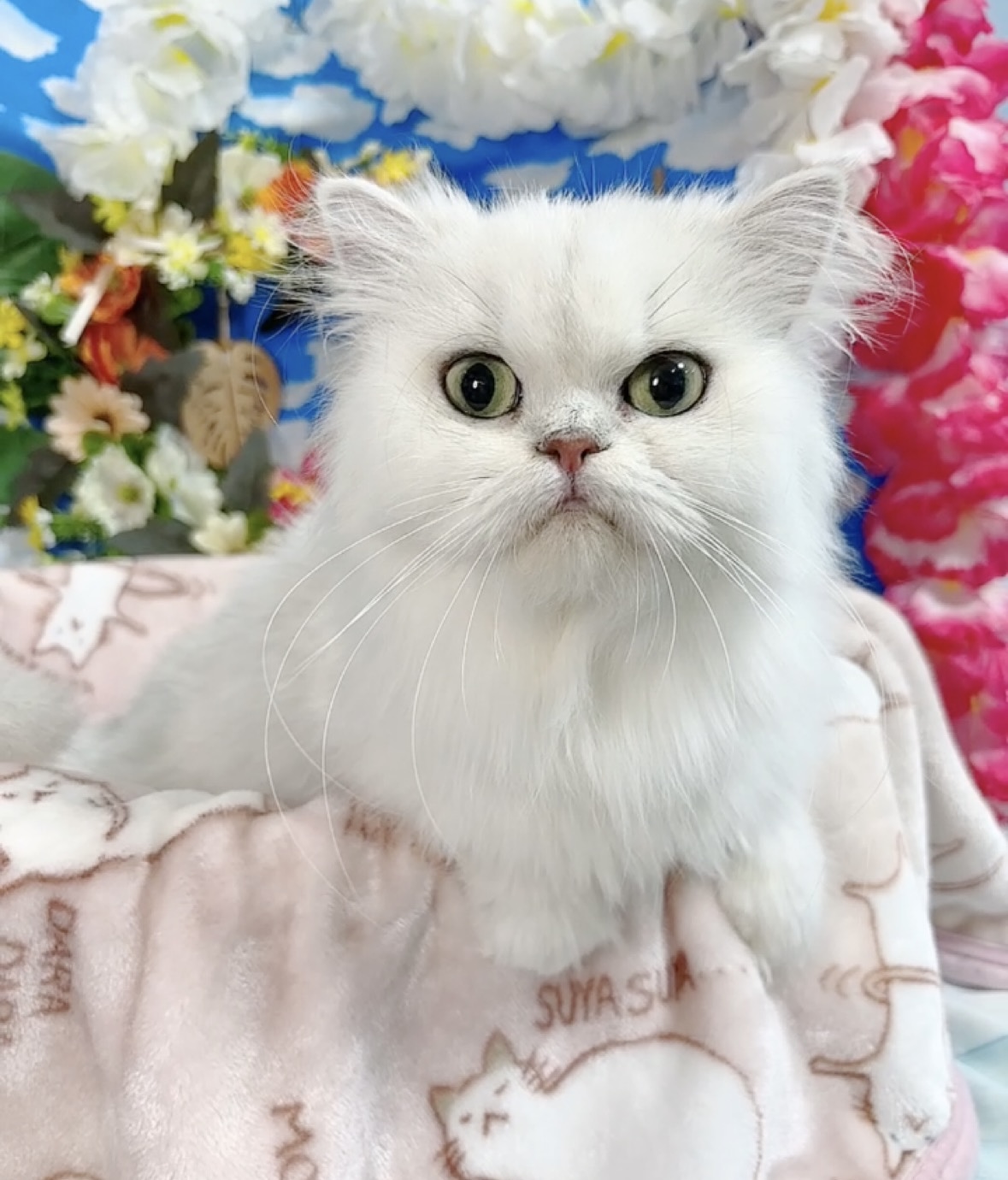 千葉県のペルシャ (Breeder & Petsalon MAU/2023年3月30日生まれ/女の子/チンチラシルバー)の子猫の4枚目の画像
