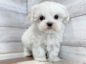 新潟県のマルチーズ (竹内ペット 新津本店/2025年11月15日生まれ/女の子/ホワイト)の子犬の2枚目の画像