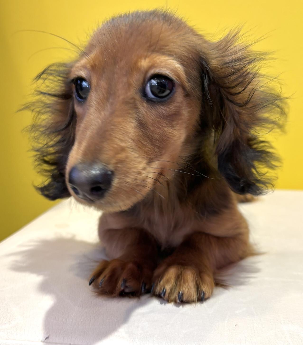 埼玉県のカニンヘンダックスフンド(ロング) (ペッツスマイル南中野店/2025年7月21日生まれ/女の子/レッド)の子犬の1枚目の画像