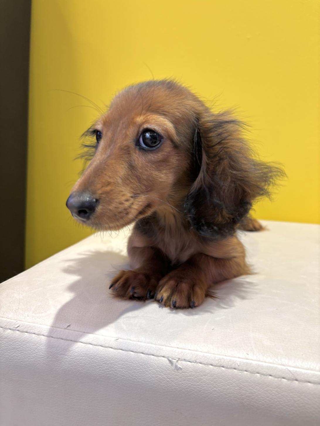 埼玉県のカニンヘンダックスフンド(ロング) (ペッツスマイル南中野店/2025年7月21日生まれ/女の子/レッド)の子犬の2枚目の画像