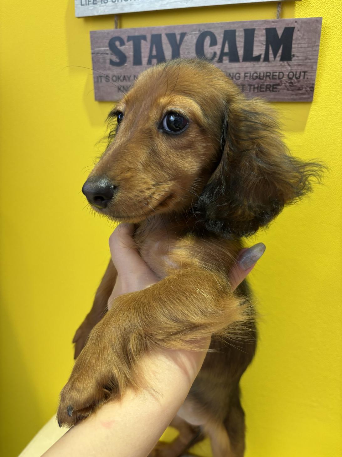 埼玉県のカニンヘンダックスフンド(ロング) (ペッツスマイル南中野店/2025年7月21日生まれ/女の子/レッド)の子犬の3枚目の画像