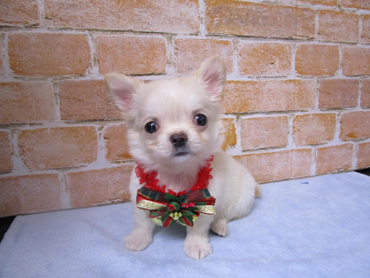 宮城県のチワワ(ロング) (ズーズーカンパニー 八乙女店/2025年10月6日生まれ/女の子/クリーム)の子犬の1枚目の画像