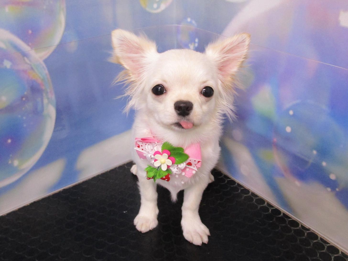 宮城県のチワワ(ロング) (ズーズーカンパニー 八乙女店/2025年10月6日生まれ/女の子/クリーム)の子犬の1枚目の画像