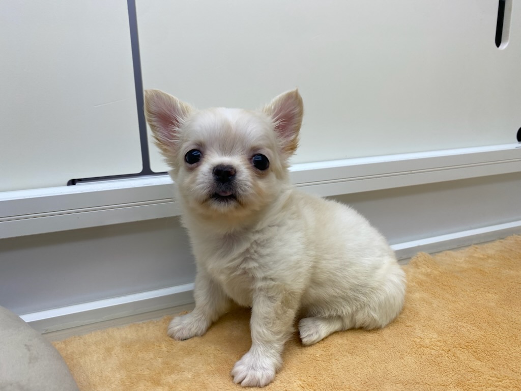 宮城県のチワワ(ロング) (ズーズーカンパニー 八乙女店/2025年10月6日生まれ/女の子/クリーム)の子犬の2枚目の画像