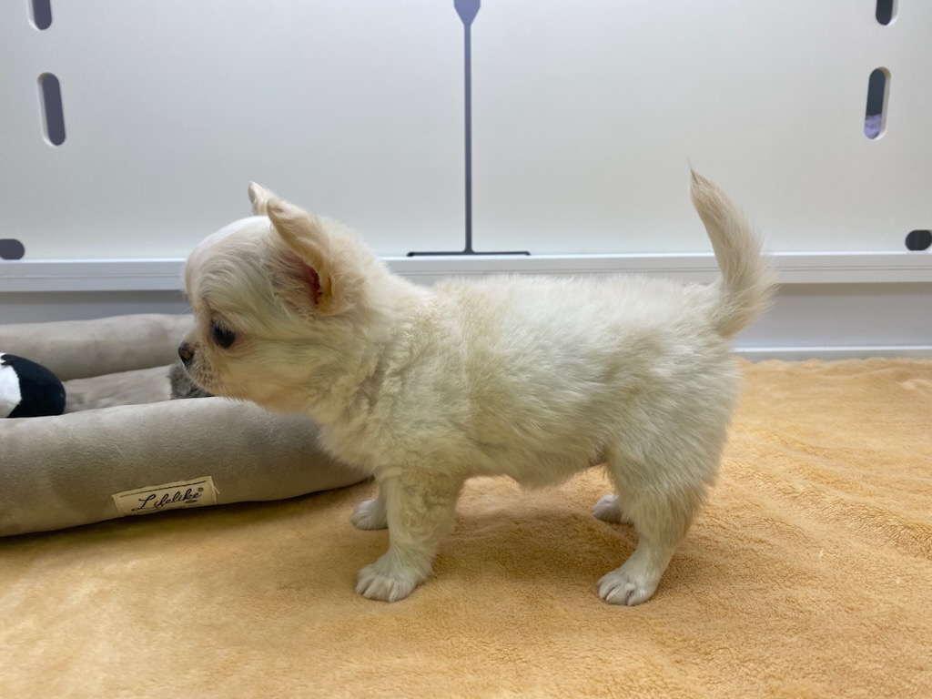 宮城県のチワワ(ロング) (ズーズーカンパニー 八乙女店/2025年10月6日生まれ/女の子/クリーム)の子犬の3枚目の画像