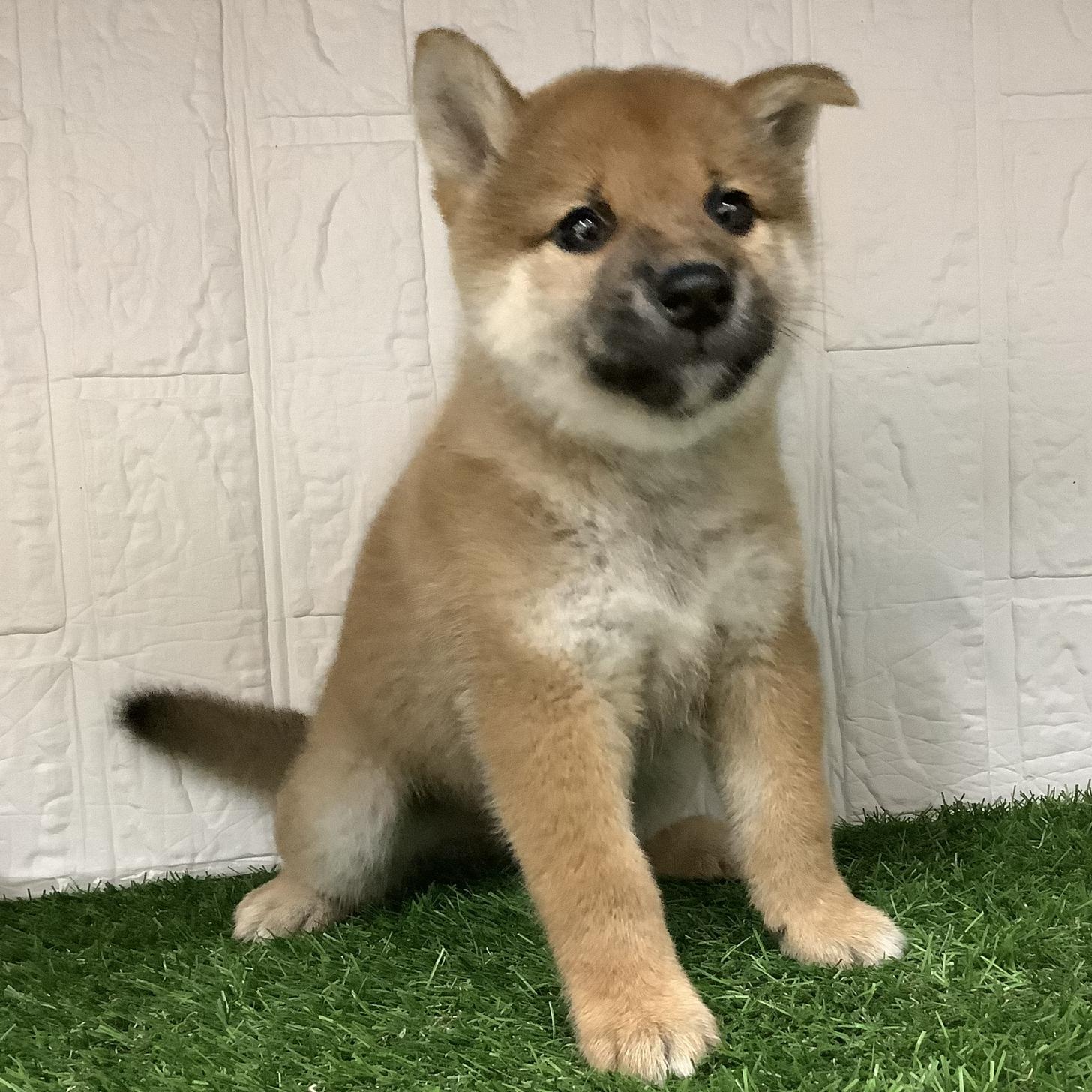 福岡県の柴犬(標準サイズ) (ドッグズホーム旗崎店/2025年8月5日生まれ/男の子/赤)の子犬