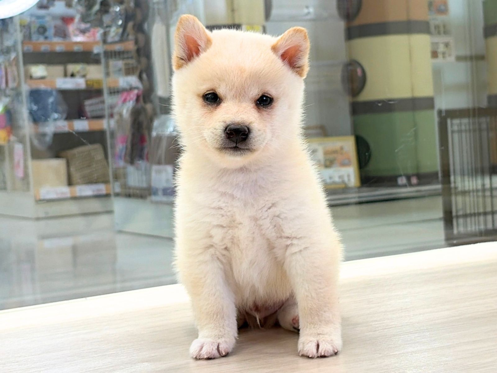愛知県の豆柴 (ディスワン稲沢平和店/2026年8月30日生まれ/男の子/白)の子犬の1枚目の画像