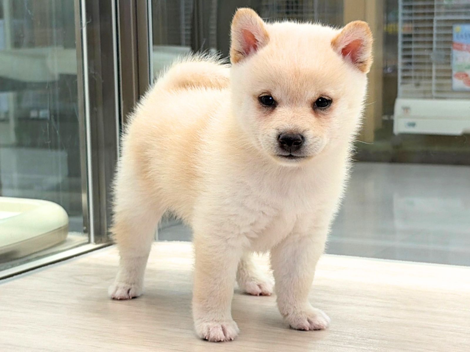 愛知県の豆柴 (ディスワン稲沢平和店/2026年8月30日生まれ/男の子/白)の子犬の2枚目の画像