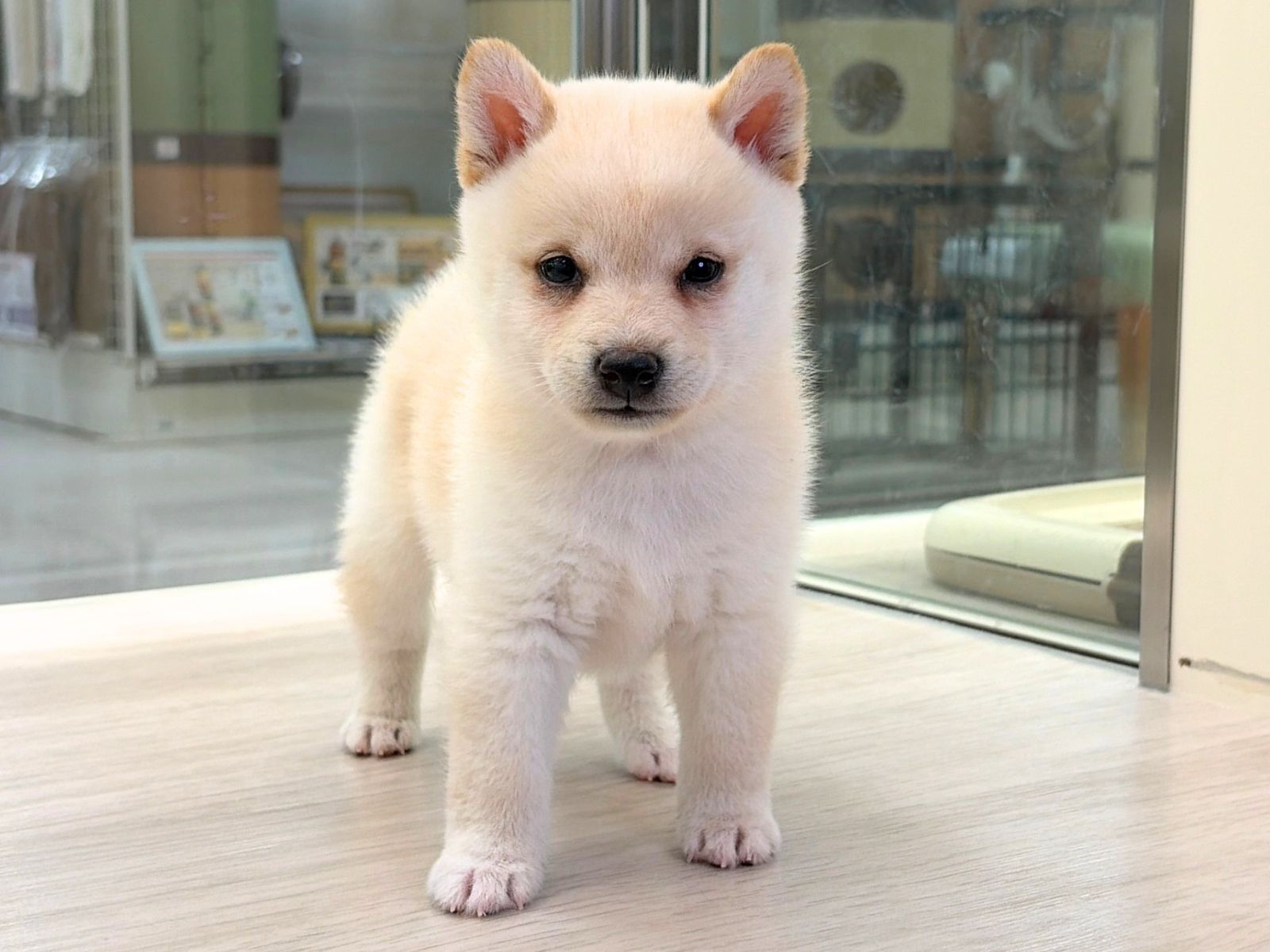 愛知県の豆柴 (ディスワン稲沢平和店/2026年8月30日生まれ/男の子/白)の子犬の3枚目の画像