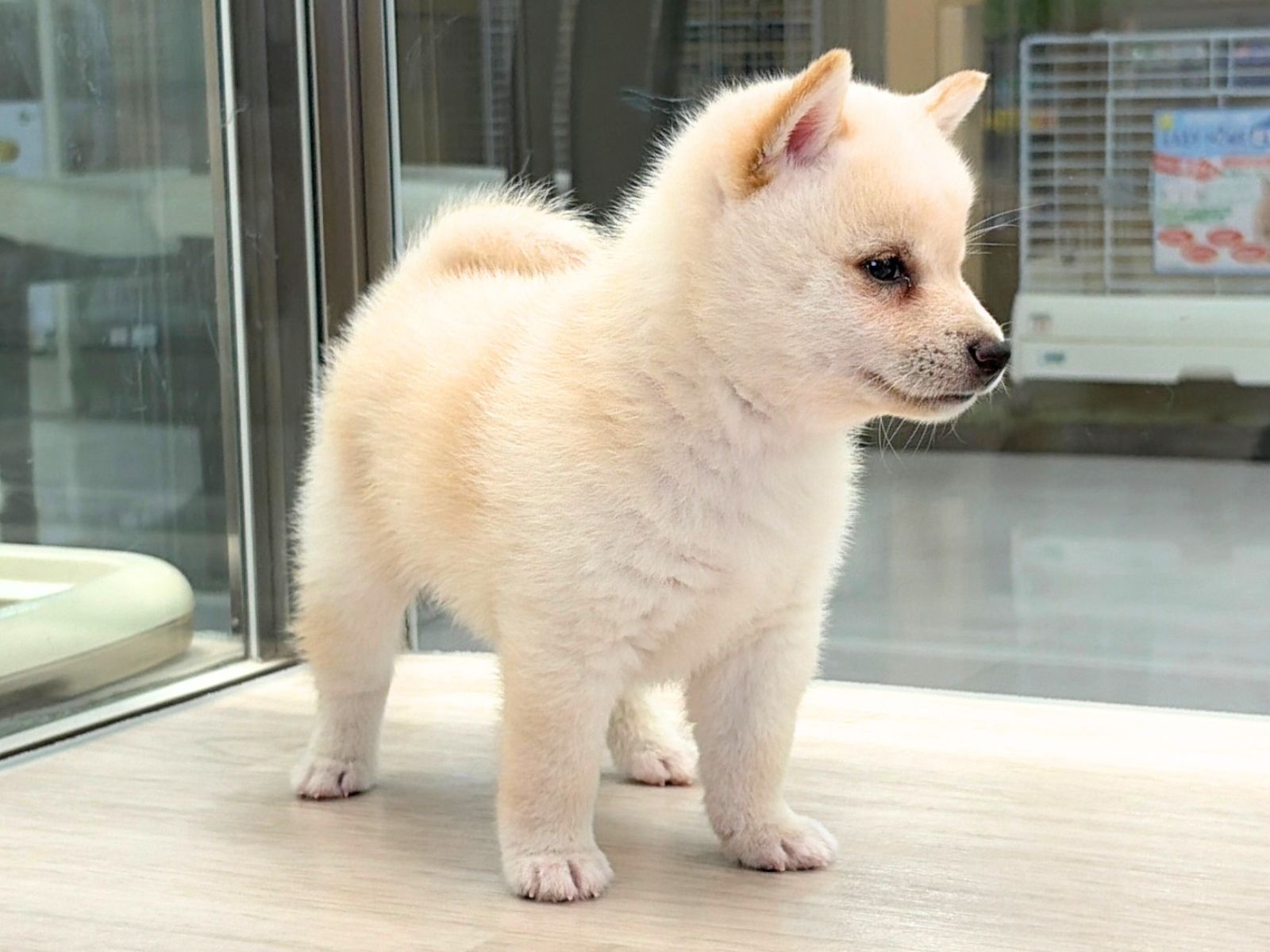 愛知県の豆柴 (ディスワン稲沢平和店/2026年8月30日生まれ/男の子/白)の子犬の4枚目の画像