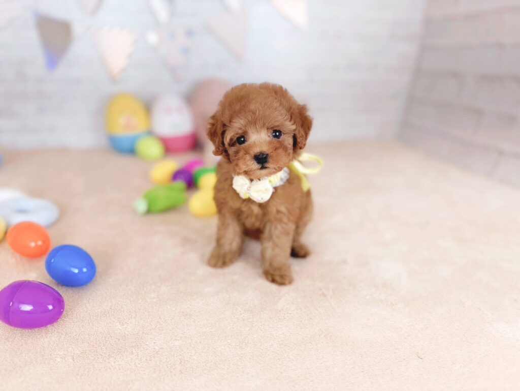 北海道のトイプードル(トイ) (ペットショップだんぼ/2026年5月7日生まれ/女の子/レッド)の子犬の1枚目の画像