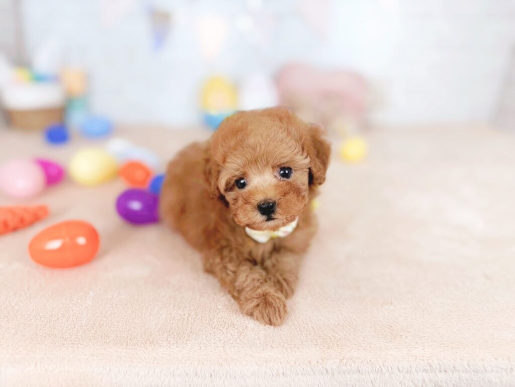 北海道のトイプードル(トイ) (ペットショップだんぼ/2026年5月7日生まれ/女の子/レッド)の子犬の2枚目の画像