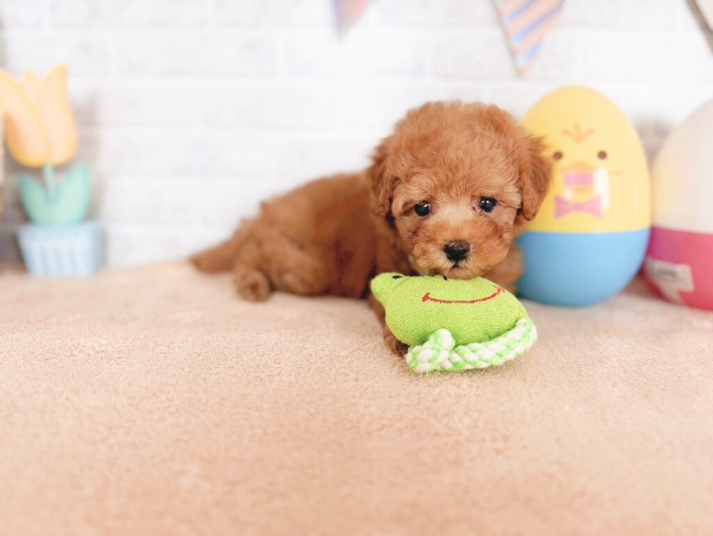 北海道のトイプードル(トイ) (ペットショップだんぼ/2026年5月7日生まれ/女の子/レッド)の子犬の3枚目の画像