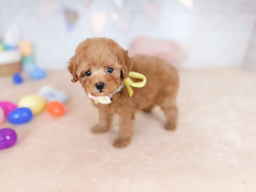 北海道のトイプードル(トイ) (ペットショップだんぼ/2026年5月7日生まれ/女の子/レッド)の子犬の4枚目の画像