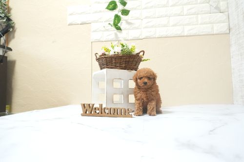 滋賀県のトイプードル(タイニー) (いっぷく湖南店/2025年12月13日生まれ/男の子/レッドフォーン)の子犬