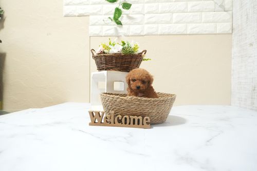 滋賀県のトイプードル(タイニー) (いっぷく湖南店/2025年12月13日生まれ/男の子/レッドフォーン)の子犬の2枚目の画像