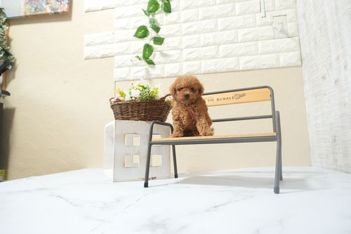 滋賀県のトイプードル(タイニー) (いっぷく湖南店/2025年12月13日生まれ/男の子/レッドフォーン)の子犬の3枚目の画像