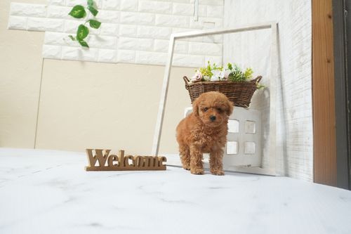 滋賀県のトイプードル(タイニー) (いっぷく湖南店/2025年12月13日生まれ/男の子/レッドフォーン)の子犬の4枚目の画像