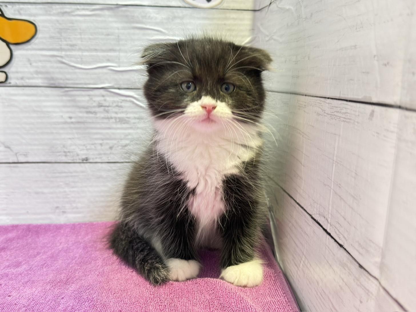 北海道のハーフ猫・ミックス猫 (ペットフェイス大谷地店/2026年3月27日生まれ/男の子/ブラックホワイト)の子猫の1枚目の画像