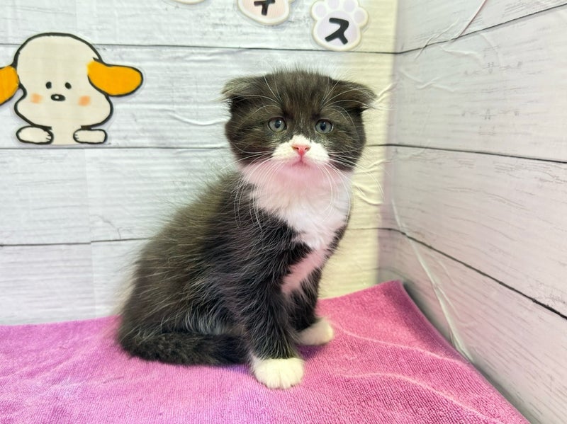 北海道のハーフ猫・ミックス猫 (ペットフェイス大谷地店/2026年3月27日生まれ/男の子/ブラックホワイト)の子猫の2枚目の画像