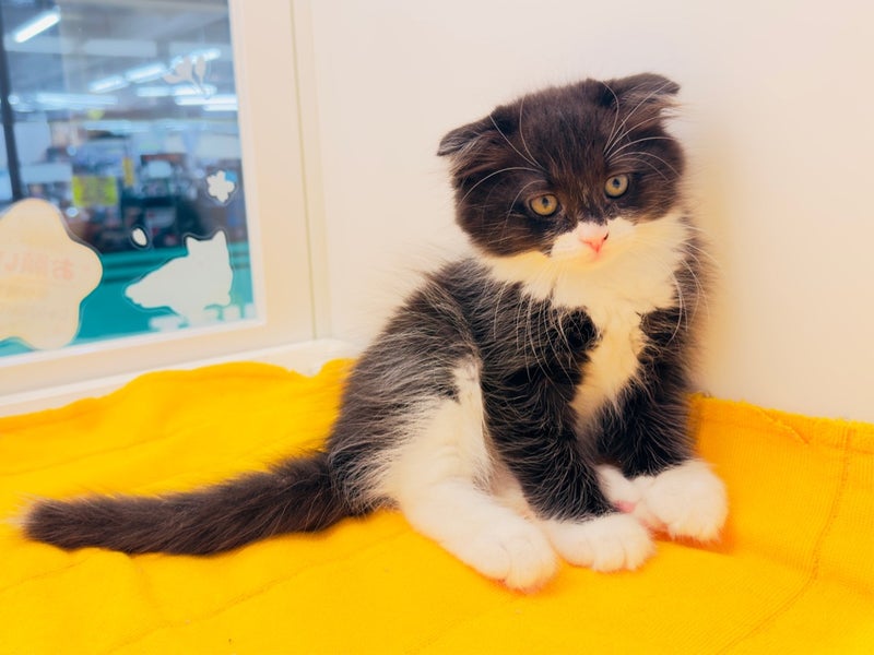 北海道のハーフ猫・ミックス猫 (ペットフェイス大谷地店/2026年3月27日生まれ/男の子/ブラックホワイト)の子猫の3枚目の画像