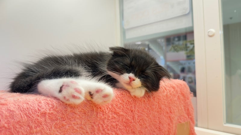 北海道のハーフ猫・ミックス猫 (ペットフェイス大谷地店/2026年3月27日生まれ/男の子/ブラックホワイト)の子猫の4枚目の画像