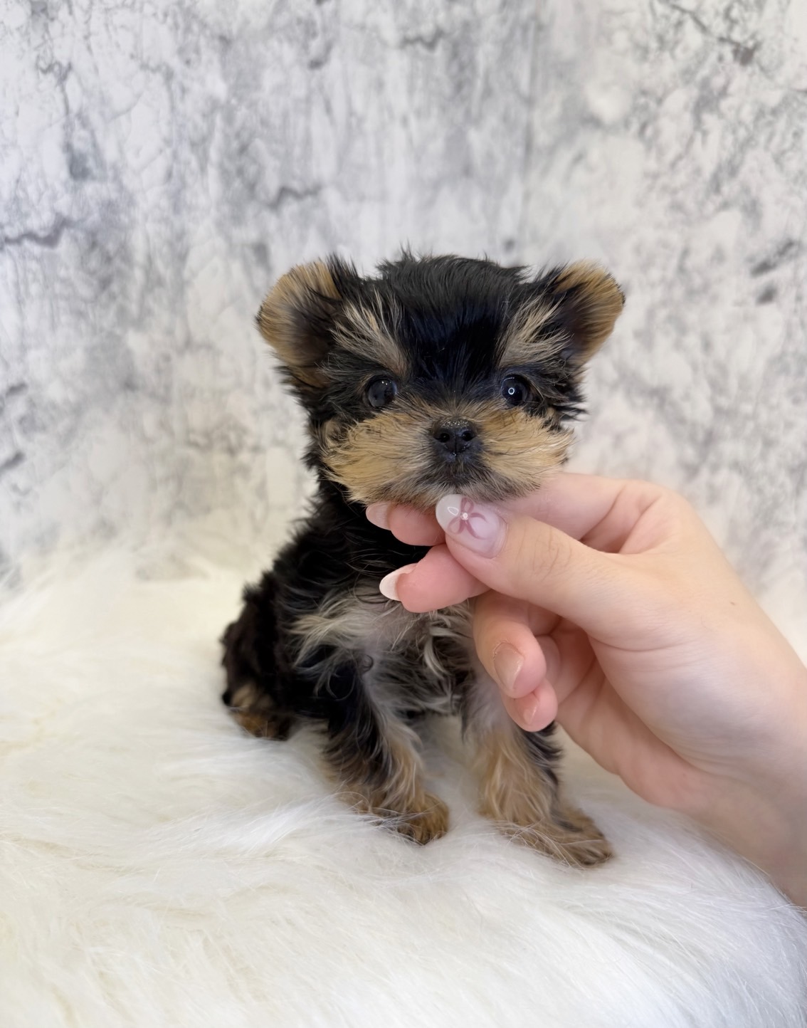 埼玉県のヨークシャーテリア (PETSHOP FATIS/2025年6月12日生まれ/女の子/スチールブルータン)の子犬の1枚目の画像