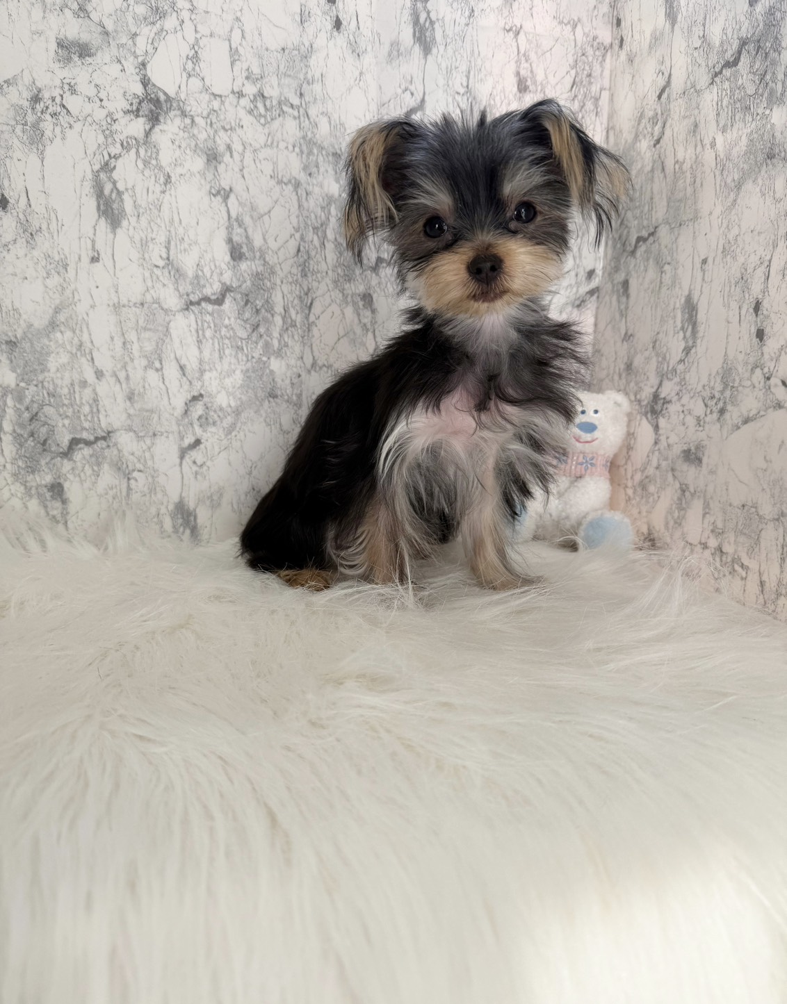 埼玉県のヨークシャーテリア (PETSHOP FATIS/2025年6月12日生まれ/女の子/スチールブルータン)の子犬の1枚目の画像