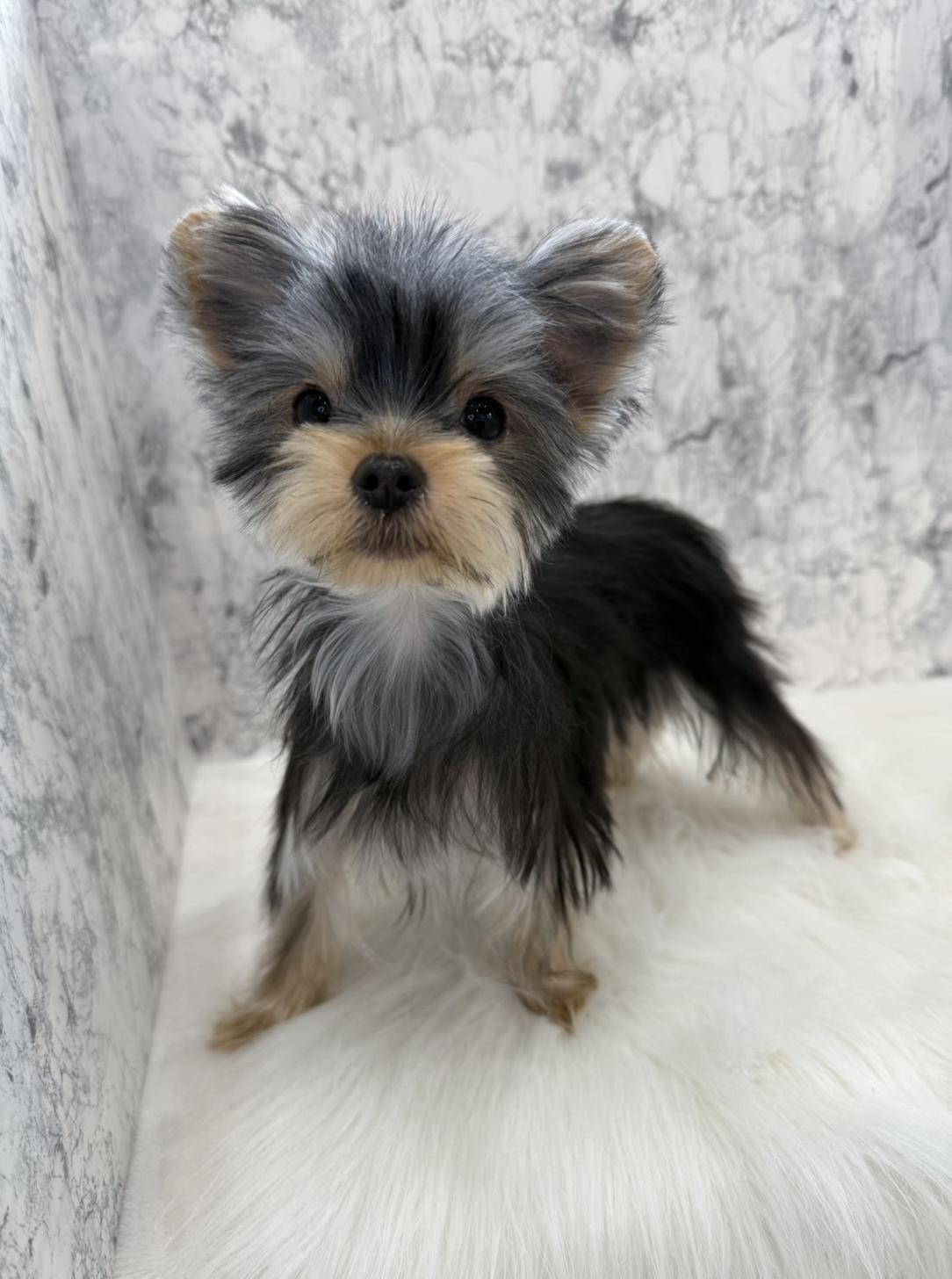 埼玉県のヨークシャーテリア (PETSHOP FATIS/2025年6月12日生まれ/女の子/スチールブルータン)の子犬の1枚目の画像