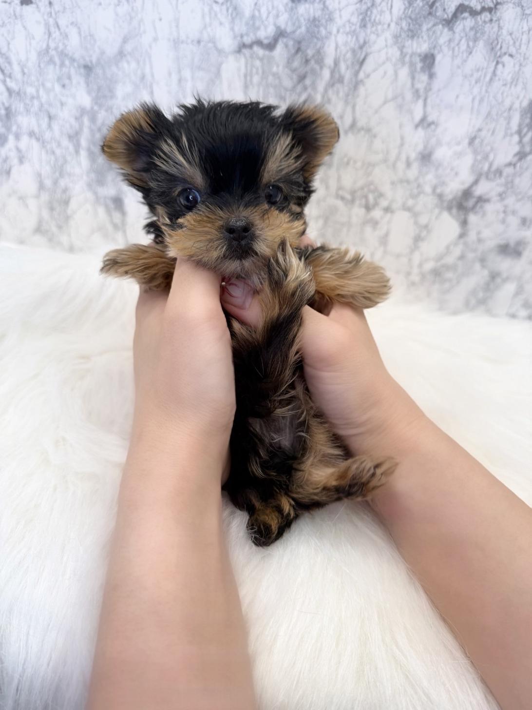 埼玉県のヨークシャーテリア (PETSHOP FATIS/2025年6月12日生まれ/女の子/スチールブルータン)の子犬の2枚目の画像