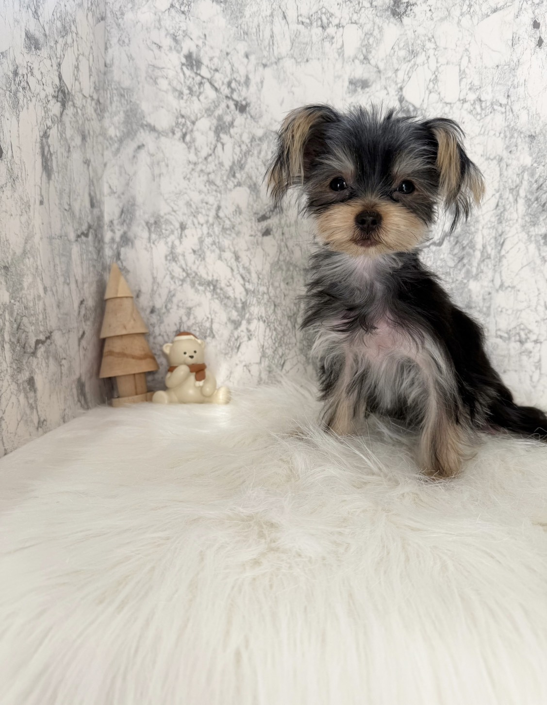 埼玉県のヨークシャーテリア (PETSHOP FATIS/2025年6月12日生まれ/女の子/スチールブルータン)の子犬の2枚目の画像