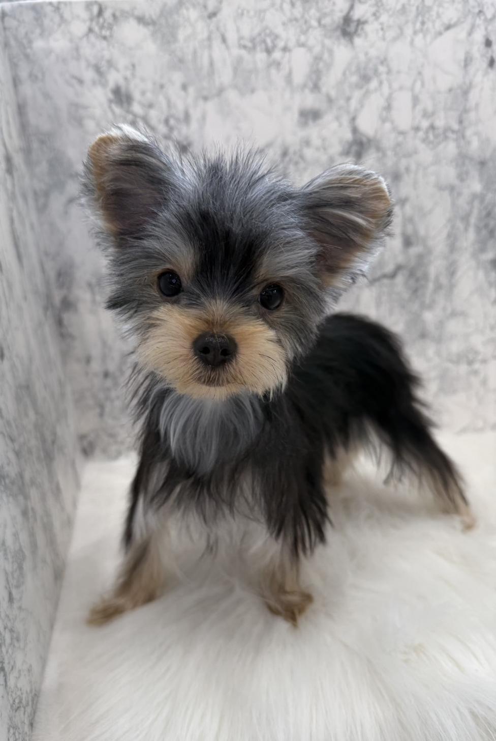 埼玉県のヨークシャーテリア (PETSHOP FATIS/2025年6月12日生まれ/女の子/スチールブルータン)の子犬の2枚目の画像