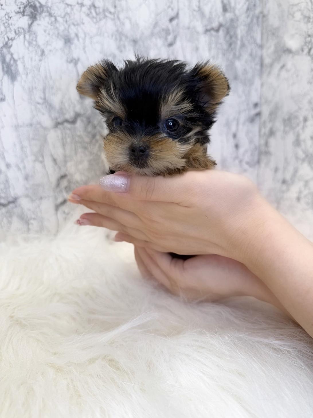 埼玉県のヨークシャーテリア (PETSHOP FATIS/2025年6月12日生まれ/女の子/スチールブルータン)の子犬の3枚目の画像