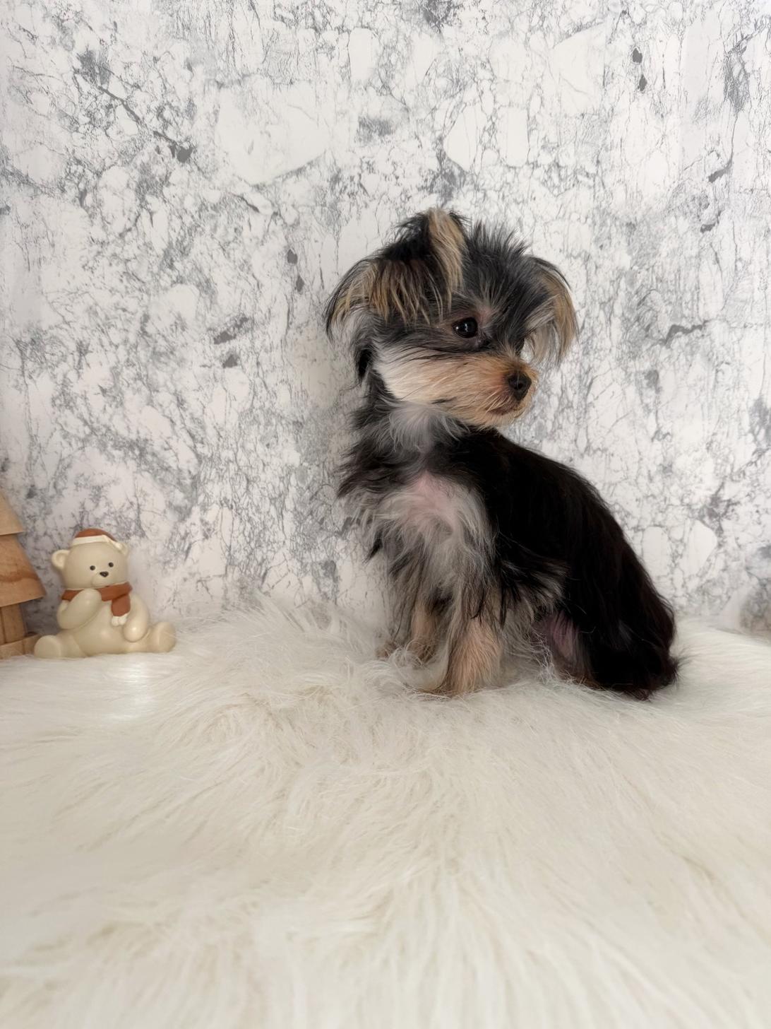 埼玉県のヨークシャーテリア (PETSHOP FATIS/2025年6月12日生まれ/女の子/スチールブルータン)の子犬の3枚目の画像