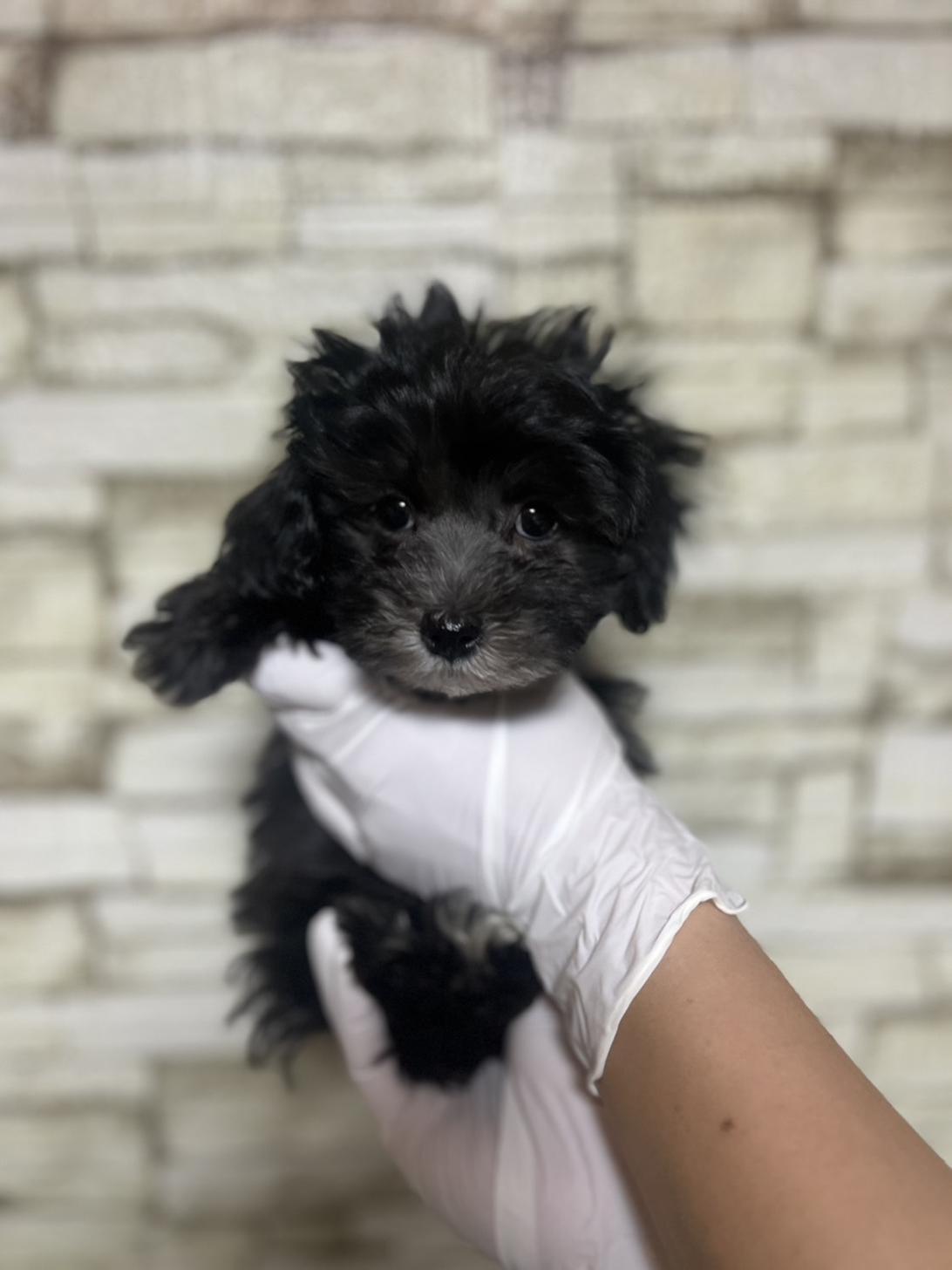 埼玉県のマルプー(マルチーズ×プードル) (ペッツスマイル加須インター店/2025年10月4日生まれ/男の子/ブラック)の子犬の1枚目の画像