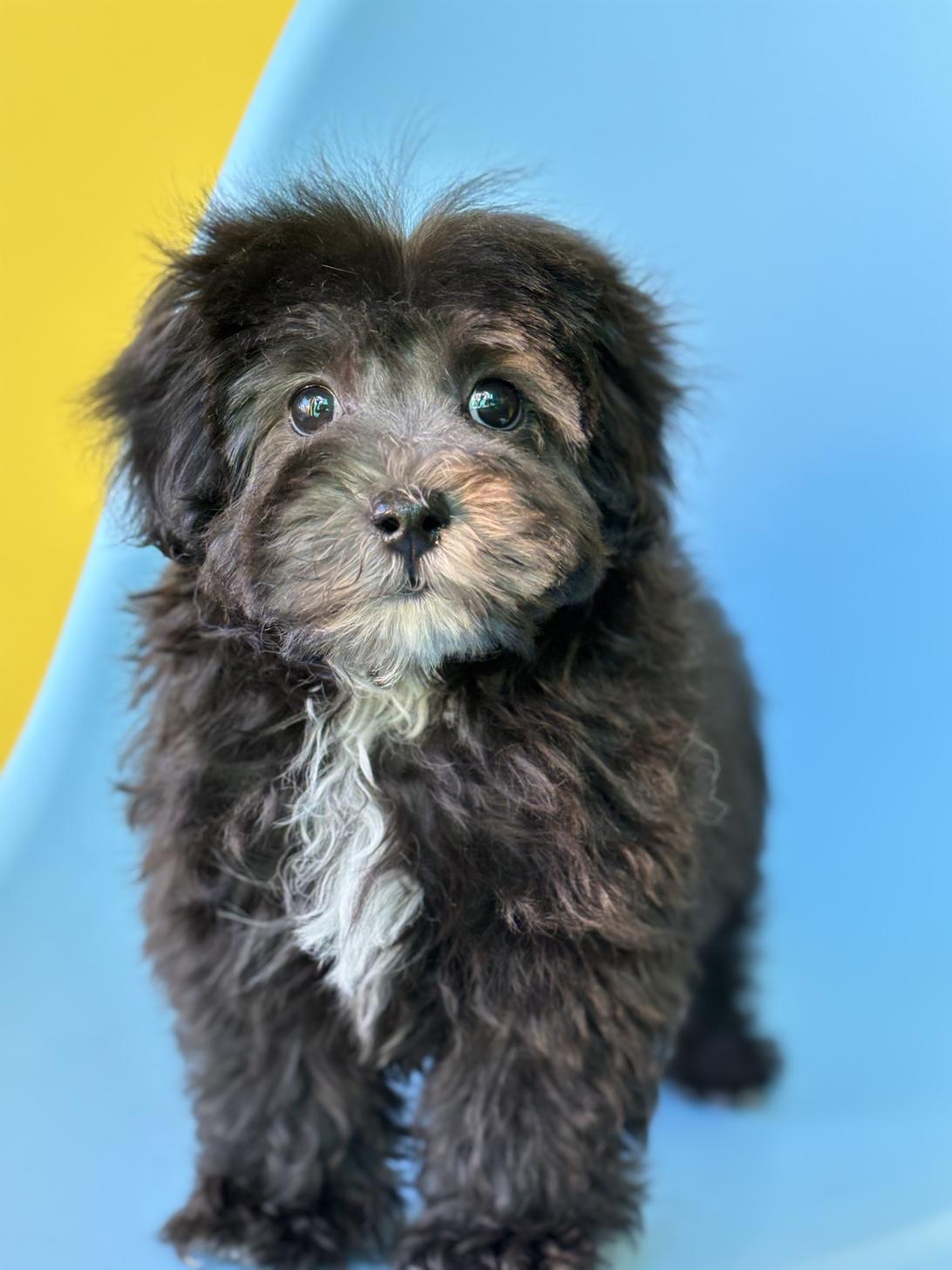 埼玉県のマルプー(マルチーズ×プードル) (ペッツスマイル加須インター店/2025年10月4日生まれ/男の子/ブラック)の子犬の1枚目の画像