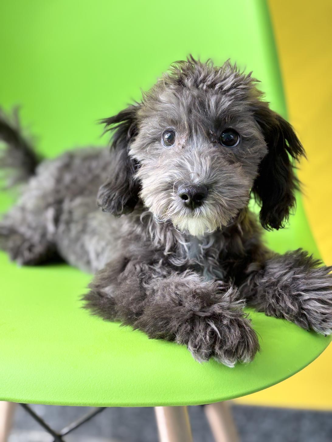 埼玉県のマルプー(マルチーズ×プードル) (ペッツスマイル加須インター店/2025年10月4日生まれ/男の子/ブラック)の子犬の2枚目の画像