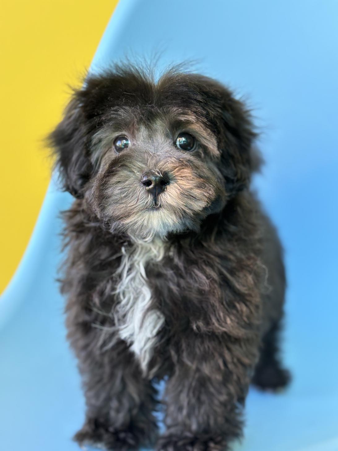 埼玉県のマルプー(マルチーズ×プードル) (ペッツスマイル加須インター店/2025年10月4日生まれ/男の子/ブラック)の子犬の2枚目の画像