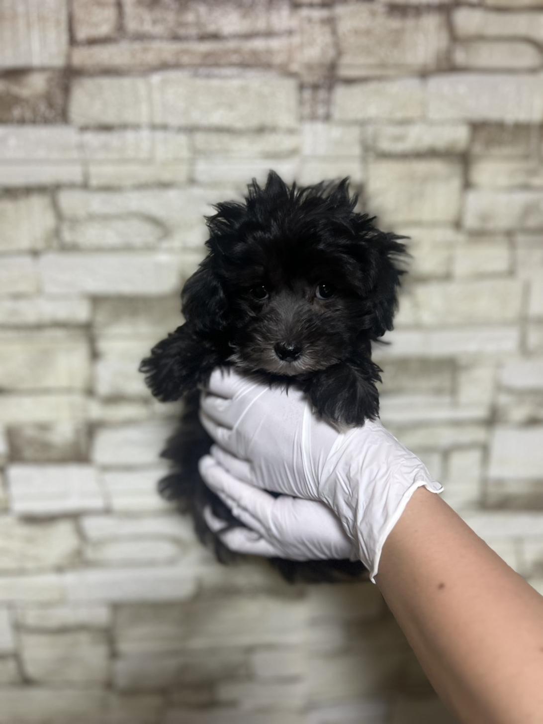 埼玉県のマルプー(マルチーズ×プードル) (ペッツスマイル加須インター店/2025年10月4日生まれ/男の子/ブラック)の子犬の3枚目の画像