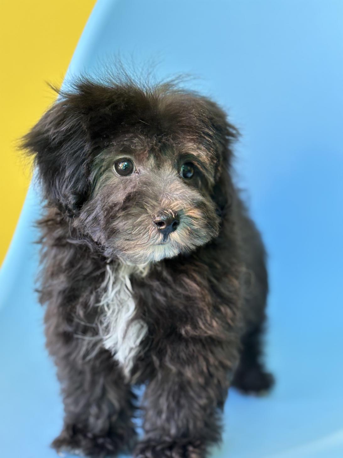 埼玉県のマルプー(マルチーズ×プードル) (ペッツスマイル加須インター店/2025年10月4日生まれ/男の子/ブラック)の子犬の3枚目の画像